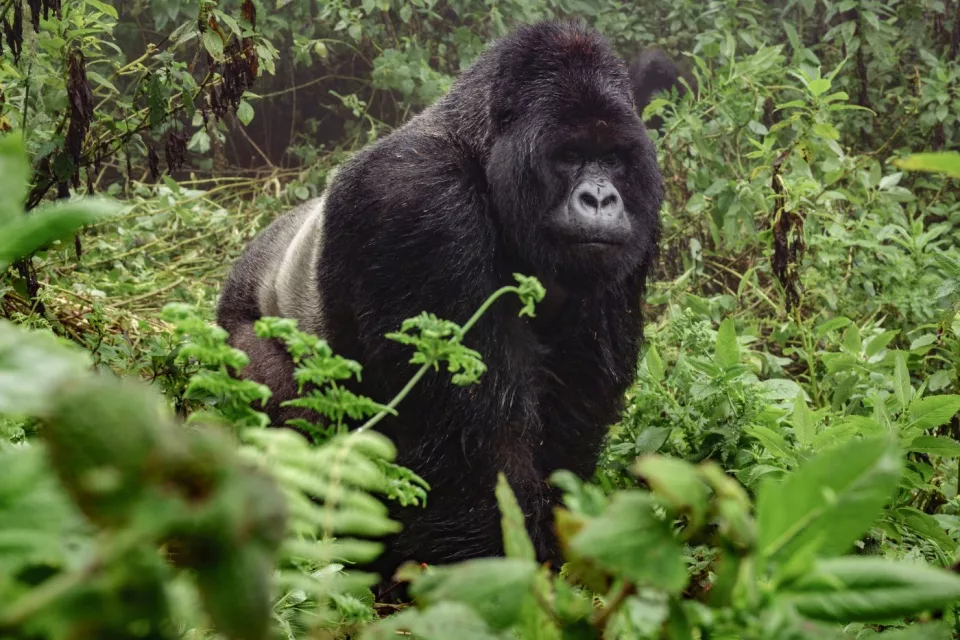 Uganda: nel regno dei primati